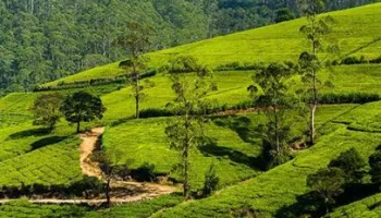 Alluring Sri Lanka 7 Nights - 8 Days Tour