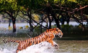 Sundarban Jungal Safari Tour