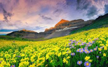 Sublime Valley of Flowers Trekking of 8 Days