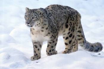 Exquisite Snow Leopard In Ladakh Tour