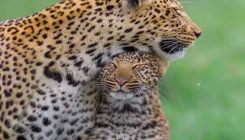 2-day Tanzania safari