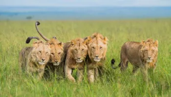 3 Day 2 Night Arusha Safari