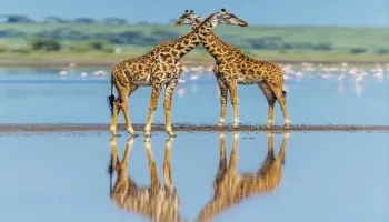 9-Day Safari Itinerary: Lake Naivasha, Masai Mara, Serengeti, Ngorongoro, Lake Manyara & Tarangire