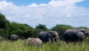 3-Day Best Of Ngorongoro Crater - Manyara - Tarangire Tour