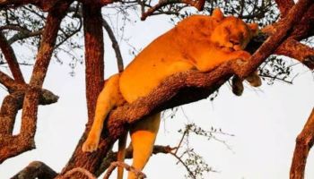 3 Days Big Five Of Serengeti And Ngorongoro Crater Tour