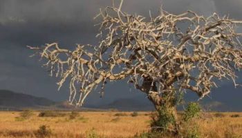 1-Day Mkomazi National Park Tour - Rhino Sanctuary