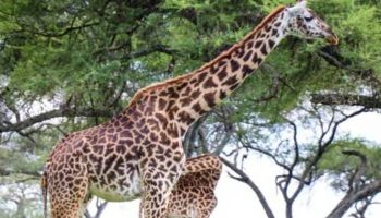 1-Day Arusha National Park Safari Tour