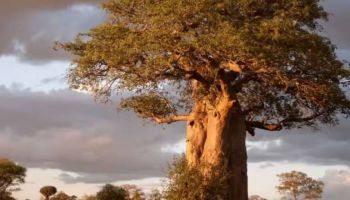 1 Day Amazing Safari To Tarangire National Park Tour