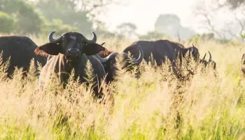 9 Days Safari To Selous - Mikumi And Ruaha Tour