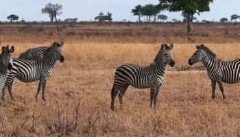6 Days Luxury And Fly Safari In Selous And Ruaha Tour