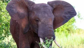 6 Day Safari Big Five At Selous And Ruaha Tour