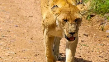 3-Day Affordable Safari In Mikumi National Park Tour