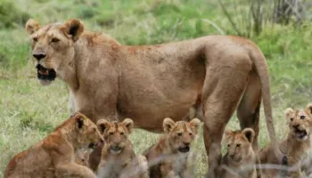 2-Day Safari Mikumi Park And Masai Village Excursion Tour