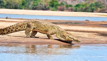 2 Days Mikumi Affordable Southern Safari Tour