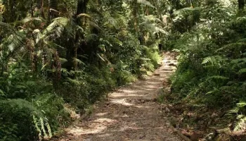 One Day Mount Kilimanjaro Marangu Hiking Tour