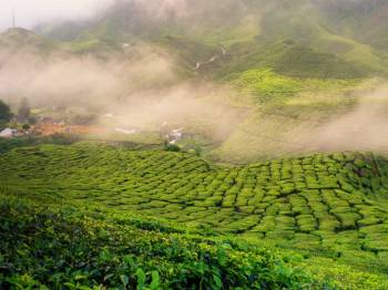 3 Night 4 Days Cochin - Munnar - Thekkady Tour