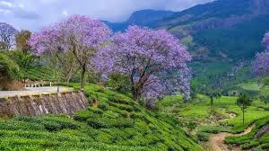 5 Nights 6 Days Munnar