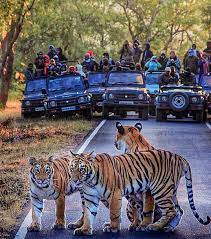 Pench Tiger Tour With Nagzira