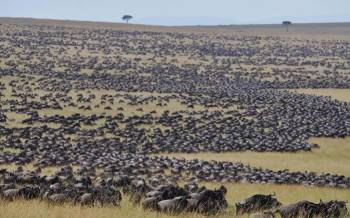 Masai Mara Best Value Luxury Safari - the Great Wildebeest Migration Group Joining  Experience