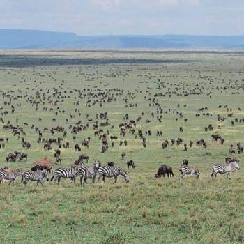 Best Kenya Group Joining Safari Experience- Masai Mara and Lake Naivasha