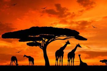 6 Days Wonderful Kenya Tour - Option 5