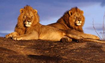 14 Days Wonderful Kenya Safari And Beach Tour - Option 2