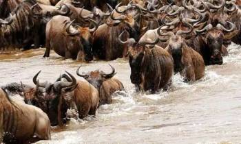 14 Days Magnificent Kenya Safari And Beach Tour