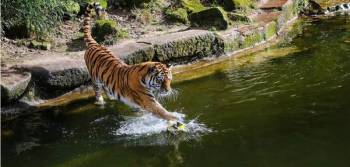 Jungle Safari Weekend : Bandhavgarh 4 Days/3 Nights