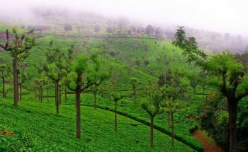 2 Nights 3 Days In Ooty