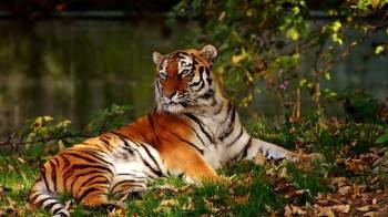 3D Wildlife As Pench-Tadoba-Kanha-Bandhavgarh-Karhandla-Nagzira Tour