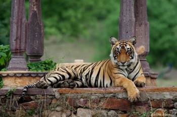 5 Night 6 Days Ranthambore Tour Package