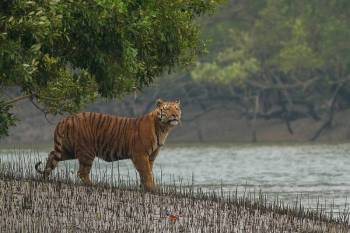 2 Nights 3 Days Sundarban Tiger Cruise Tour