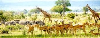 5-Day Nyerere National Park and Mikumi National Park