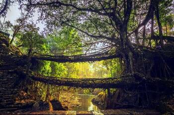 Mystic Meghalaya - Living Root Bridge Trek
