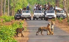 3 Days Bhandhavgarh Tour