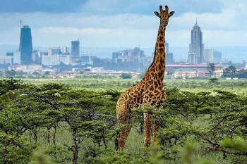 1 Day Nairobi National park  Excursion