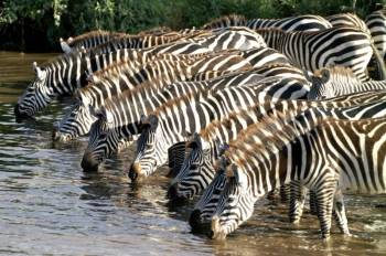 3 Days 2 Nights Masai Mara group tour