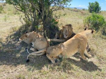 3 Days Masai Mara Joining Group