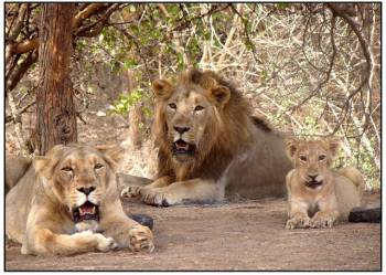 2 Night - 3 Days Gir National Park Tour Package