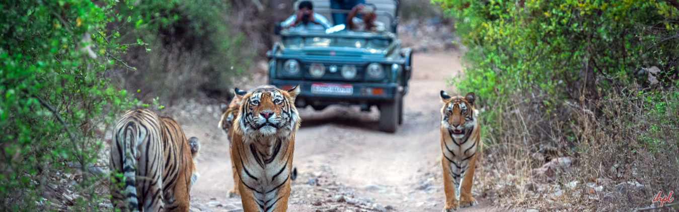 4 Days Tiger Photographic Safari Tour In Tippeshwar Wildlife Sanctuary