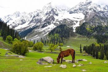 5 Nights 6 Days Kashmir Tour Package