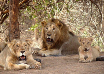 5 Night 6 Days Dwarka - Somnath - Diu - Gir Tour