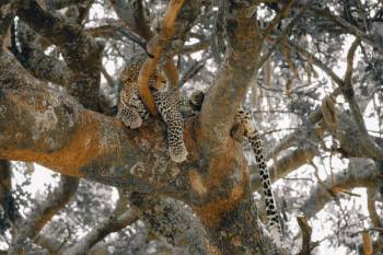 Leopard Luxury Safari in Tanzania