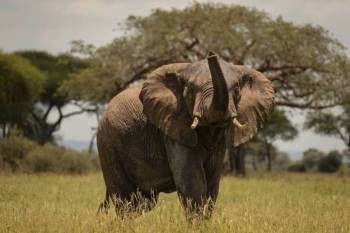 Timeless Tarangire National Park Add-on Tanzania