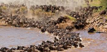 Wildebeest Calving Season in Tanzania Safari, January to March