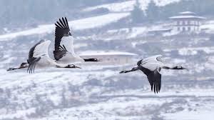 10 Nights - 11 Days Black Necked Crane Festival Tour