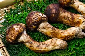 10 Nights - 11 Days Mushroom Festival Tour