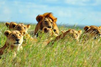 3 Days 2 Nights Safari Serengeti National Park and Ngorongoro Crater