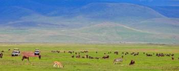 4 Nights 5 Days Safari to Lake Manyara - Serengeti National Park, Ngorongoro crater and Tarangire Na