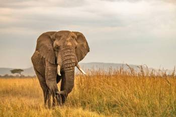 5 Nights 6 Days Kenya Safari